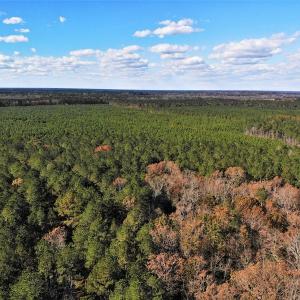Photo #28 of SOLD property in off Oak Hill Rd and Rt. 40, Waverly, VA 234.0 acres