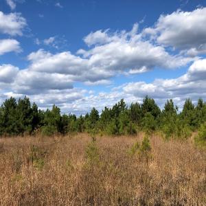 Photo #29 of SOLD property in off Oak Hill Rd and Rt. 40, Waverly, VA 234.0 acres