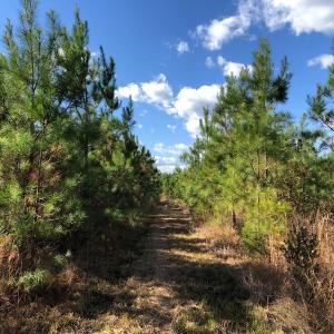 Photo #30 of SOLD property in off Oak Hill Rd and Rt. 40, Waverly, VA 234.0 acres