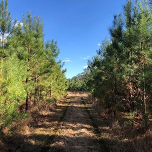Photo #31 of SOLD property in off Oak Hill Rd and Rt. 40, Waverly, VA 234.0 acres
