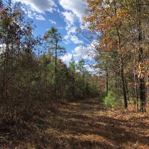 Photo #32 of SOLD property in off Oak Hill Rd and Rt. 40, Waverly, VA 234.0 acres