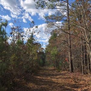 Photo #33 of SOLD property in off Oak Hill Rd and Rt. 40, Waverly, VA 234.0 acres