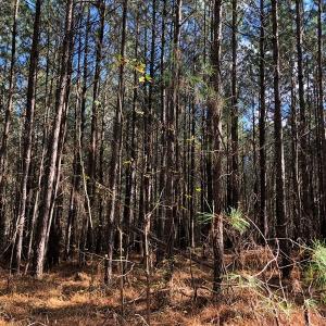Photo #34 of SOLD property in off Oak Hill Rd and Rt. 40, Waverly, VA 234.0 acres