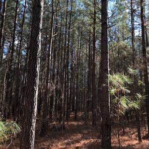 Photo #35 of SOLD property in off Oak Hill Rd and Rt. 40, Waverly, VA 234.0 acres