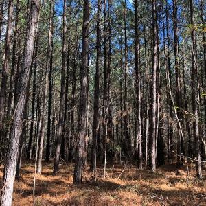 Photo #36 of SOLD property in off Oak Hill Rd and Rt. 40, Waverly, VA 234.0 acres