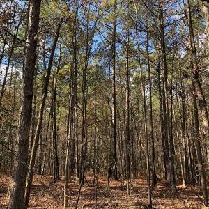 Photo #37 of SOLD property in off Oak Hill Rd and Rt. 40, Waverly, VA 234.0 acres