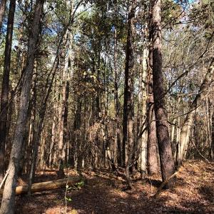 Photo #38 of SOLD property in off Oak Hill Rd and Rt. 40, Waverly, VA 234.0 acres