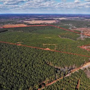 Photo #3 of SOLD property in off Oak Hill Rd and Rt. 40, Waverly, VA 234.0 acres