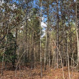 Photo #39 of SOLD property in off Oak Hill Rd and Rt. 40, Waverly, VA 234.0 acres