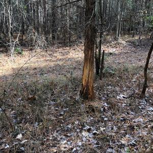 Photo #42 of SOLD property in off Oak Hill Rd and Rt. 40, Waverly, VA 234.0 acres