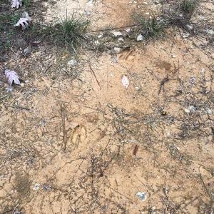 Photo #43 of SOLD property in off Oak Hill Rd and Rt. 40, Waverly, VA 234.0 acres