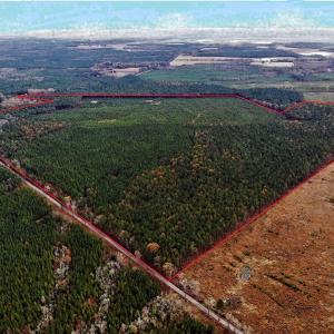 Photo #8 of SOLD property in off Oak Hill Rd and Rt. 40, Waverly, VA 234.0 acres