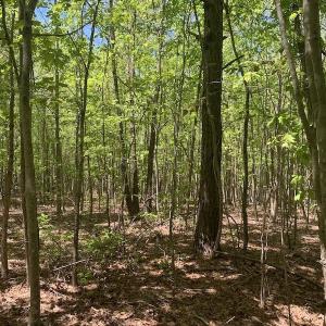 Photo #25 of SOLD property in Off Julie McKnight Rd, Kittrell, NC 16.6 acres
