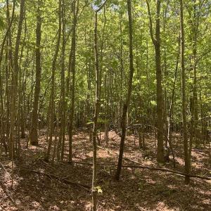 Photo #26 of SOLD property in Off Julie McKnight Rd, Kittrell, NC 16.6 acres