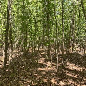 Photo #27 of SOLD property in Off Julie McKnight Rd, Kittrell, NC 16.6 acres