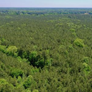 Photo #4 of SOLD property in Off Hwy 561, Saint John, NC 17.7 acres
