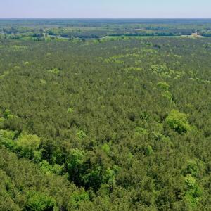 Photo #5 of SOLD property in Off Hwy 561, Saint John, NC 17.7 acres