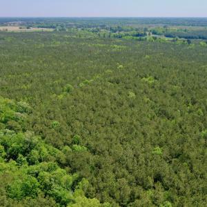 Photo #6 of SOLD property in Off Hwy 561, Saint John, NC 17.7 acres