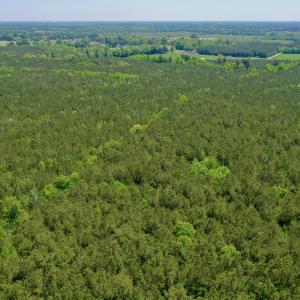 Photo #7 of SOLD property in Off Hwy 561, Saint John, NC 17.7 acres