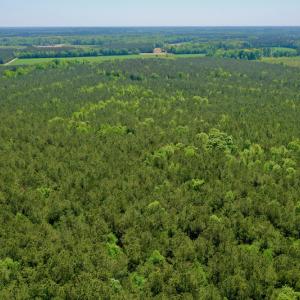 Photo #8 of SOLD property in Off Hwy 561, Saint John, NC 17.7 acres