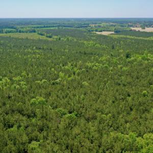 Photo #9 of SOLD property in Off Hwy 561, Saint John, NC 17.7 acres