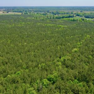 Photo #12 of SOLD property in Off Hwy 561, Saint John, NC 17.7 acres