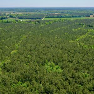 Photo #13 of SOLD property in Off Hwy 561, Saint John, NC 17.7 acres