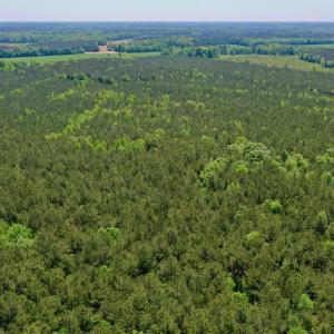 Photo #14 of SOLD property in Off Hwy 561, Saint John, NC 17.7 acres