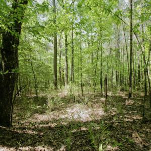 Photo #18 of SOLD property in Off Hwy 561, Saint John, NC 17.7 acres