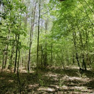 Photo #19 of SOLD property in Off Hwy 561, Saint John, NC 17.7 acres