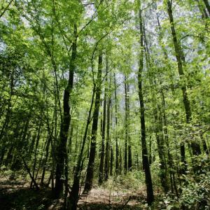 Photo #20 of SOLD property in Off Hwy 561, Saint John, NC 17.7 acres
