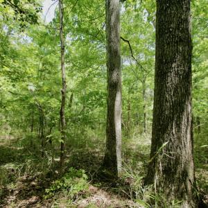 Photo #22 of SOLD property in Off Hwy 561, Saint John, NC 17.7 acres