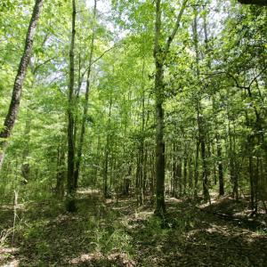 Photo #23 of SOLD property in Off Hwy 561, Saint John, NC 17.7 acres