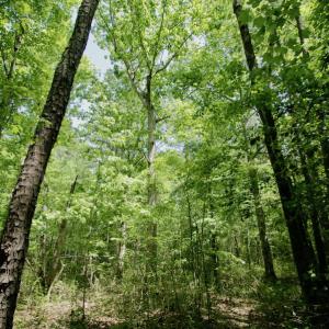 Photo #24 of SOLD property in Off Hwy 561, Saint John, NC 17.7 acres