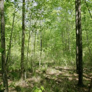 Photo #25 of SOLD property in Off Hwy 561, Saint John, NC 17.7 acres