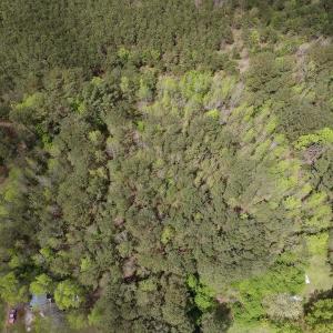 Photo #14 of SOLD property in Off Piney Woods Road , Halifax, NC 3.3 acres
