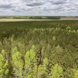 Photo #5 of SOLD property in Off Piney Woods Road , Halifax, NC 3.3 acres