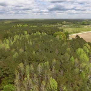 Photo #8 of SOLD property in Off Piney Woods Road , Halifax, NC 3.3 acres