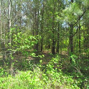 Photo #8 of SOLD property in  Off Dill Rd , Suffolk, VA 5.0 acres