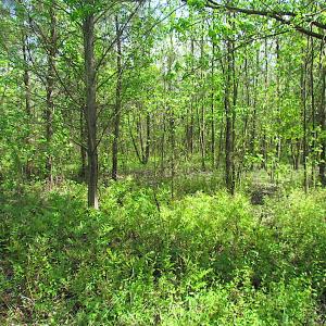 Photo #9 of SOLD property in  Off Dill Rd , Suffolk, VA 5.0 acres