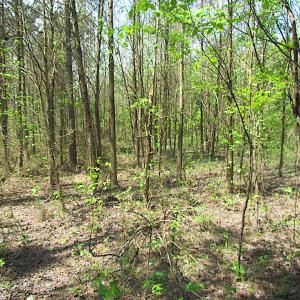 Photo #10 of SOLD property in  Off Dill Rd , Suffolk, VA 5.0 acres