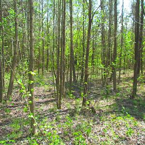 Photo #11 of SOLD property in  Off Dill Rd , Suffolk, VA 5.0 acres
