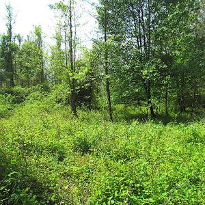 Photo #12 of SOLD property in  Off Dill Rd , Suffolk, VA 5.0 acres