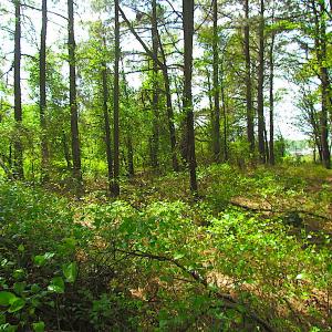 Photo #15 of SOLD property in  Off Dill Rd , Suffolk, VA 5.0 acres