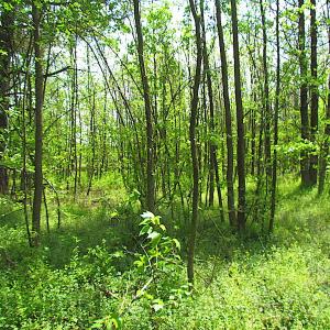 Photo #16 of SOLD property in  Off Dill Rd , Suffolk, VA 5.0 acres