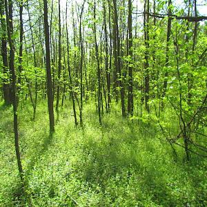 Photo #17 of SOLD property in  Off Dill Rd , Suffolk, VA 5.0 acres