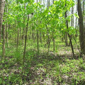 Photo #19 of SOLD property in  Off Dill Rd , Suffolk, VA 5.0 acres