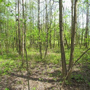 Photo #20 of SOLD property in  Off Dill Rd , Suffolk, VA 5.0 acres
