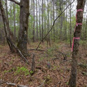 Photo #16 of SOLD property in Off Johnsontown Road  , Elizabethtown, NC 16.6 acres