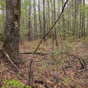 Photo #17 of SOLD property in Off Johnsontown Road  , Elizabethtown, NC 16.6 acres